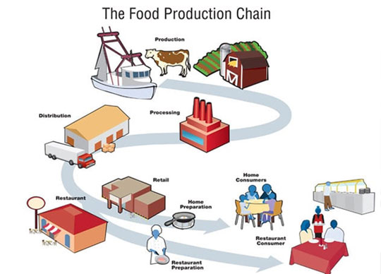 food pRODUCTION chain