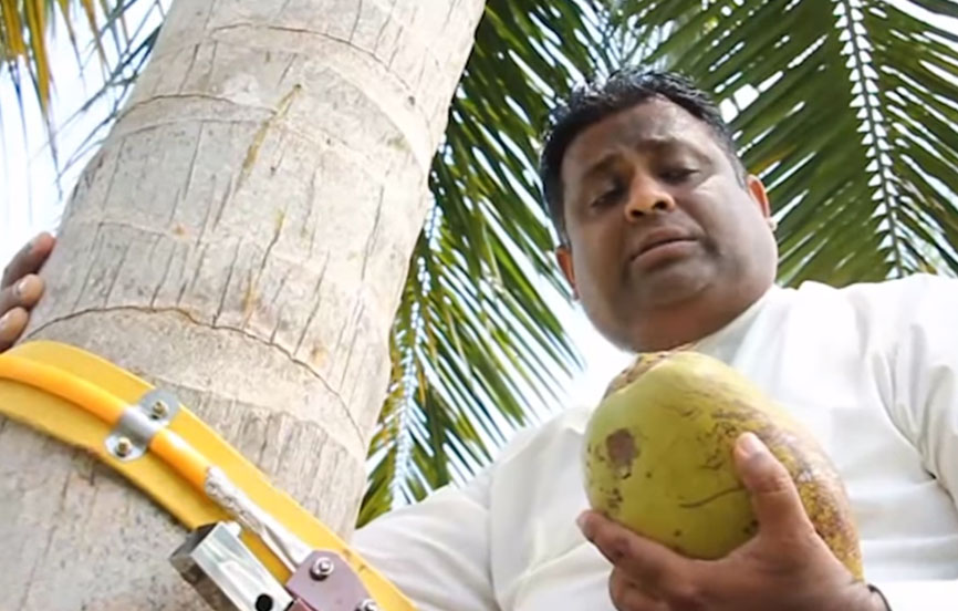 coconut minister