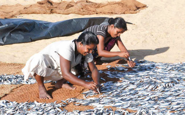 fish in Negombo