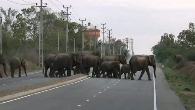 Hambantota Elephants