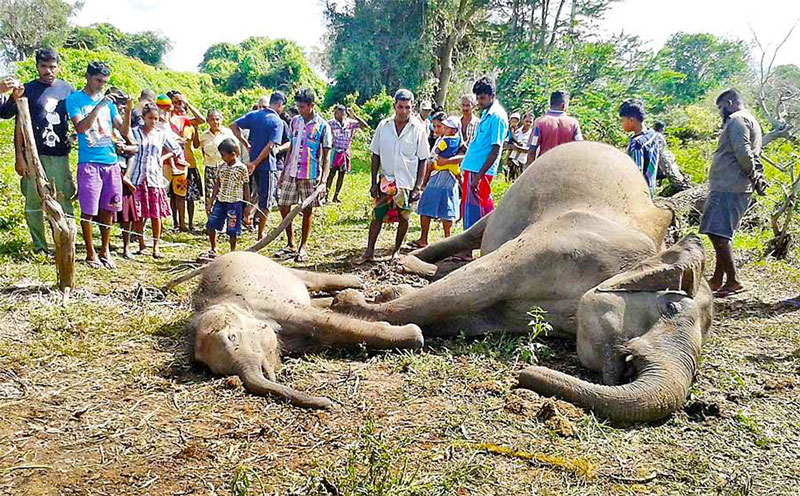 elephant deaths in sri lanka