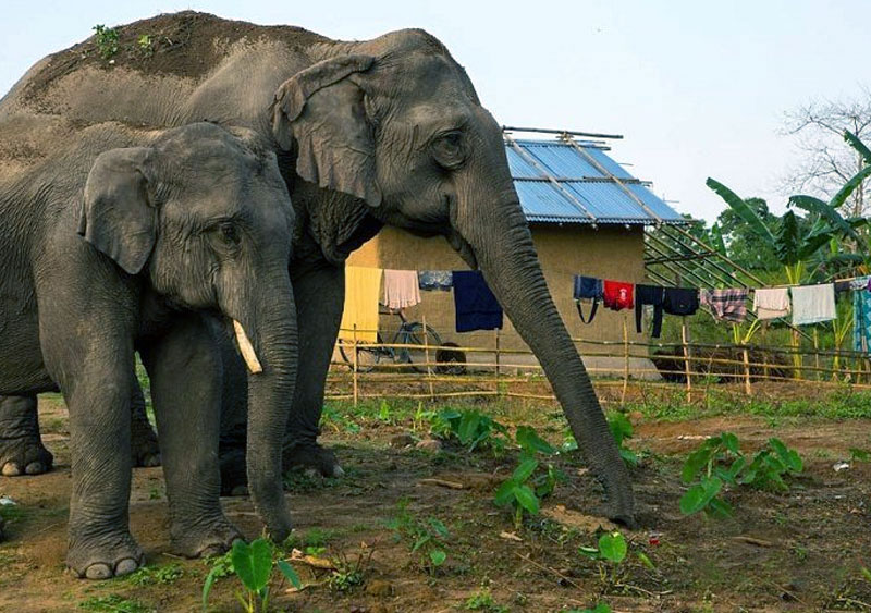 සල්ලි අහේනිය ලංකාවේ අලි වෙඩිවලටත් ගිනි තියන ලකුණු